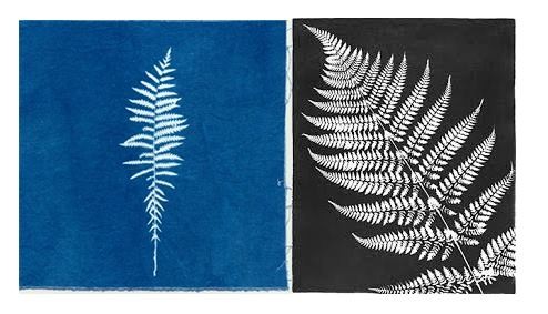 cyanotype & rayogramme