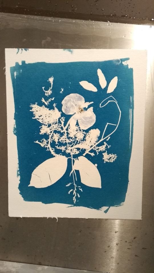 cyanotype & rayogramme